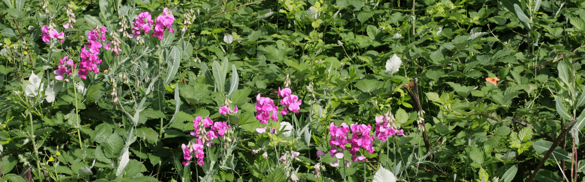 A cluster of vibrant pink flowers among lush green foliage.